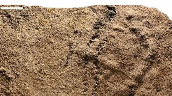 قدیمی ترین جای پای جهان کشف شد + عکس