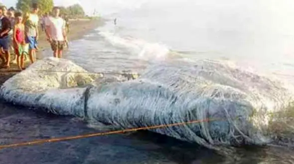 لاشه موجود عجیب در فیلیپین / ببیند