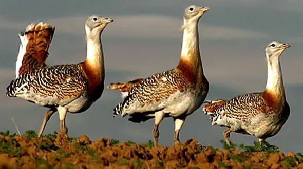 جریمه آسیب به حیات وحش سه برابر می‌شود