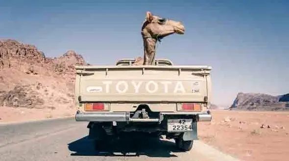 تصویری دیدنی از ماشین سواری یک شتر+عکس