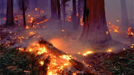 وقوع آتش سوزی در 90 هکتار از مراتع و جنگل های بخش سردشت دزفول
