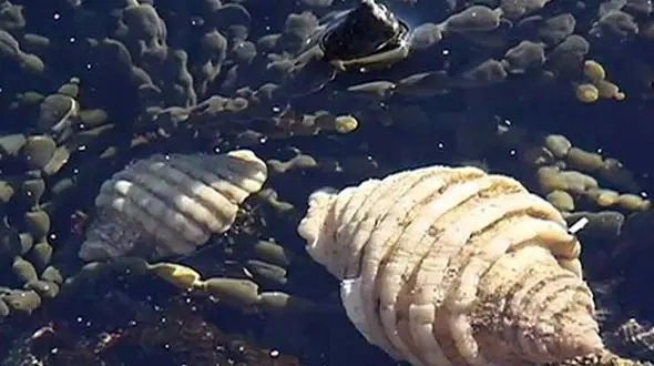 حلزون دریایی کلید درمان سرطان +فیلم