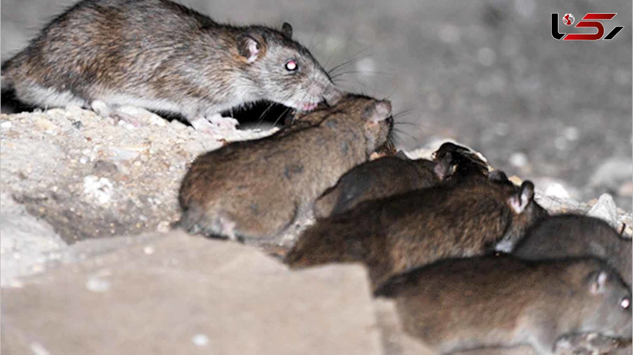 راه های نابودی موش های نروژی تهران / چرا موش ها چاق و چله می شوند