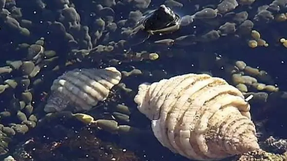 حلزون دریایی کلید درمان سرطان + فیلم مستند