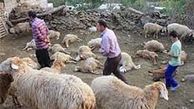 حمله حیوان ناشناخته به روستاهای شهداد /این هیولای نامرئی صدها حیوان روستائیان را دریده