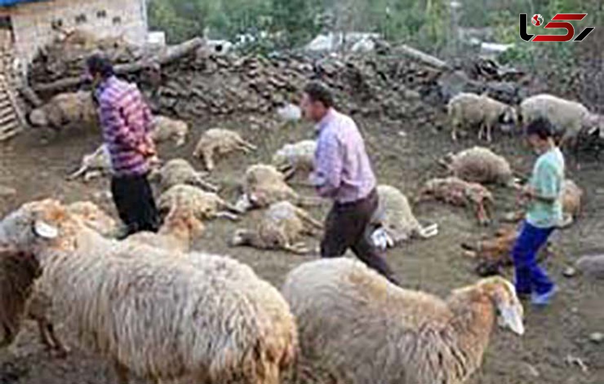 حمله حیوان ناشناخته به روستاهای شهداد /این هیولای نامرئی صدها حیوان روستائیان را دریده