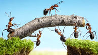 مورچه‌ها حریف جاذبه زمین شدند / تشابه پای مورچه با دست انسان