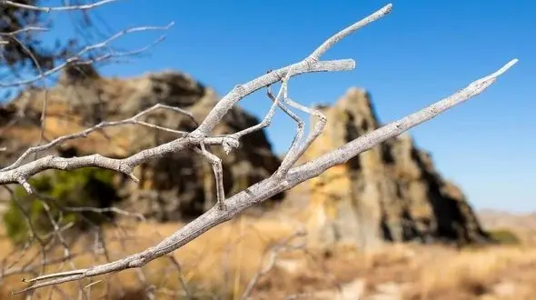 عکس /  نامرئی‌ترین حیوان دنیا را ببینید / عکاس حیات وحش شکار کرد