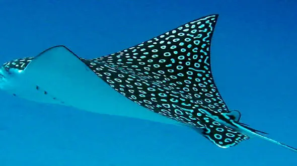 فیلم دیدنی از شکار عقاب از عمق دریا !