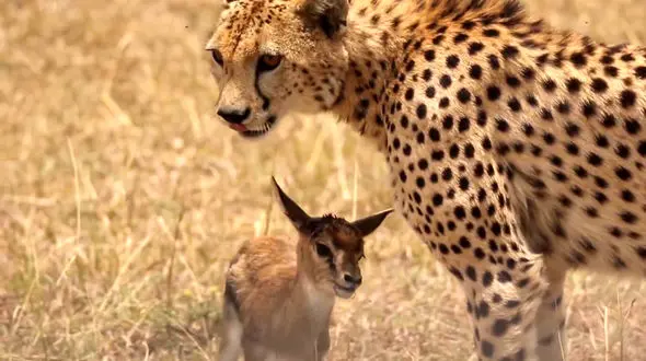 فیلم لحظه شکار بچه آهو توسط پلنگ گرسنه / ببینید