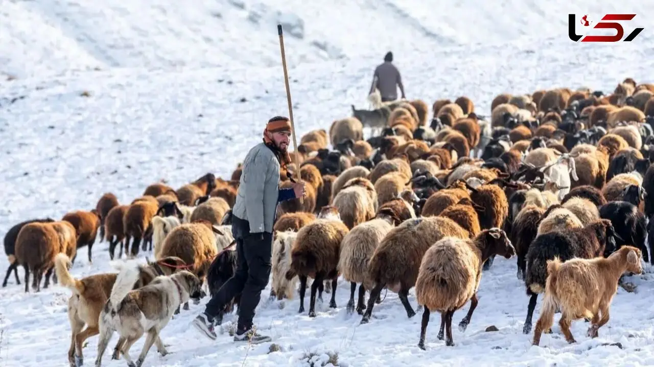 جذاب‌ ترین لحظات زمستانی سهند در قاب تصاویر