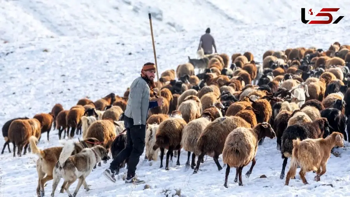 جذاب‌ ترین لحظات زمستانی سهند در قاب تصاویر