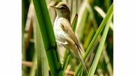 یک گونه کمیاب پرنده در تالاب گندمان مشاهده شد + عکس
