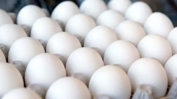 فروش تخم مرغ فله ای به قیمت ۴۵ هزار تومان