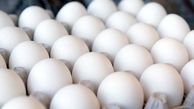 توقیف بیش از 4400 کیلوگرم تخم‌ مرغ بدون مجوز در سرخه سمنان