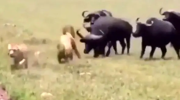 عشق این شیر نر دیدنی است + فیلم