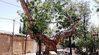 ثبت درختان دامغان در فهرست آثار طبیعی