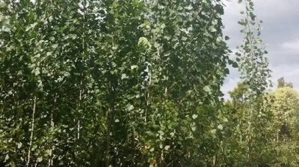طی پنج سال گذشته گیلان رتبه نخست زراعت چوب کشور را کسب نموده. 