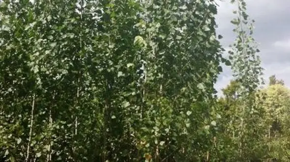 طی پنج سال گذشته گیلان رتبه نخست زراعت چوب کشور را کسب نموده. 