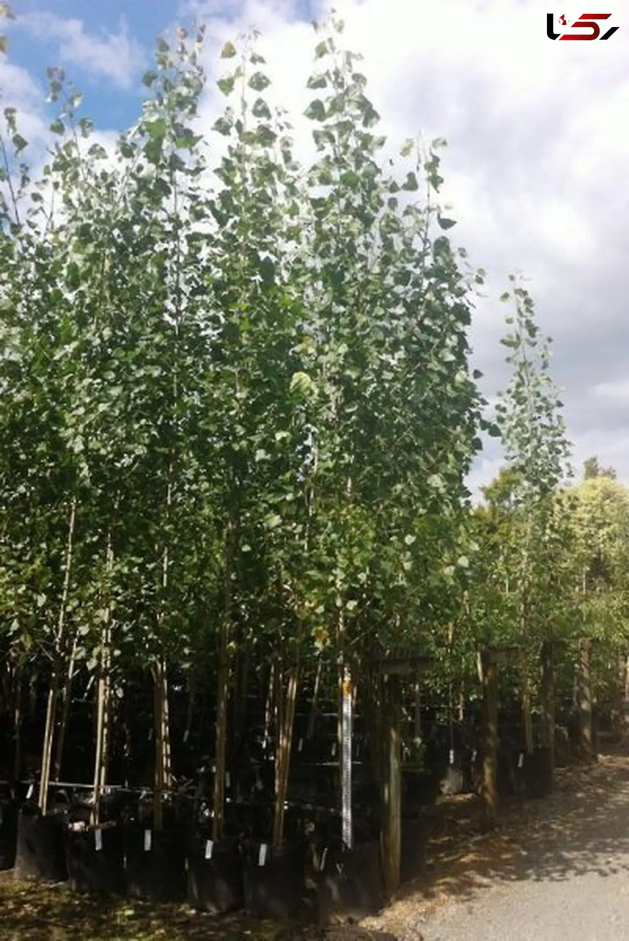 طی پنج سال گذشته گیلان رتبه نخست زراعت چوب کشور را کسب نموده. 