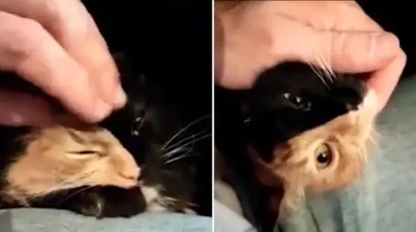 گربه ‌ای با چهره‌ عجیب ولی زیبا + فیلم و عکس