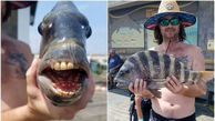 دندان های انسانی این ماهی شوک آور است + عکس