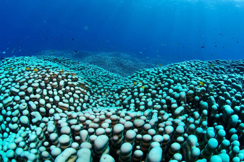 کلونی مرجانی استرالیا۲