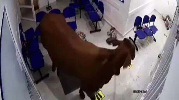 فیلم / حمله گاو  به بیمارستان  / یک زن هدف بود