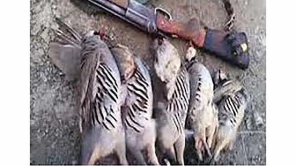 متخلفان شکار غیرمجاز کبک درشهرستان ایوان دستگیر شدند