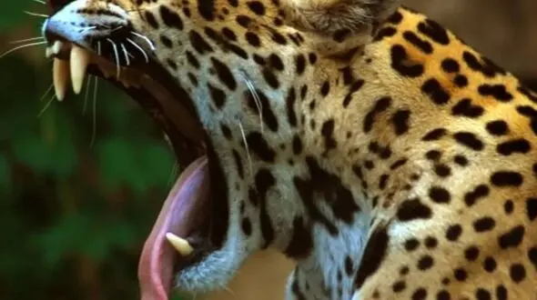 زیبایی و شکار در حیات وحش