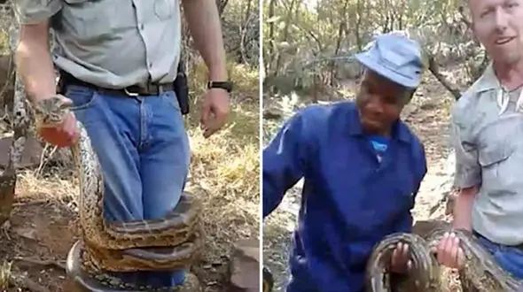 چیزی نمانده بود که مارگیر مغرور طعمه مار پیتون شود! + فیلم