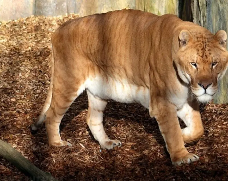 لایگر (Liger)