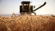  خرید تضمینی 108 هزار تن گندم از کشاورزان آذربایجان شرقی