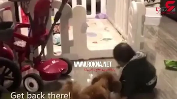 اقدام جالب سگ خانگی برای محافظت از کودک خانواده+فیلم