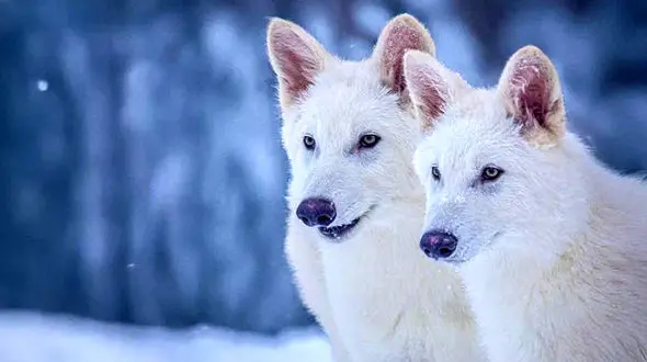 بازگشت زوزه‌ های گرگ وحشت به زمین پس از 10 هزار سال؛ دانشمندان گونه منقرض‌ شده را به حیات برگرداندند