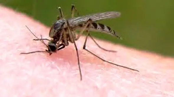 کرونا کم بود مالاریا هم به سراوان اضافه شد !