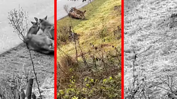 فیلم تلاش ناکام گرگ اوراسیایی برای شکار گوزن