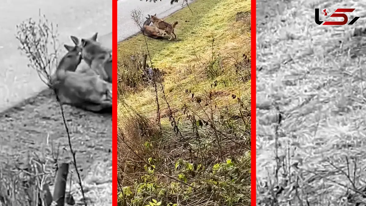 فیلم تلاش ناکام گرگ اوراسیایی برای شکار گوزن