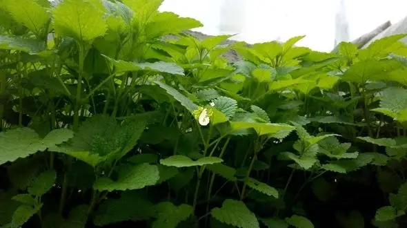 گیاهی برای تسکین اعصاب