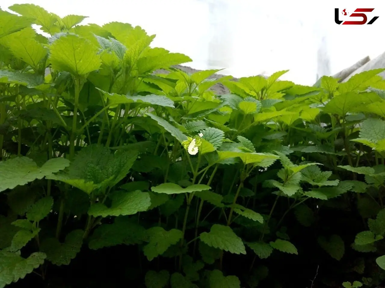گیاهی برای تسکین اعصاب