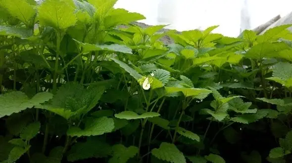 گیاهی برای تسکین اعصاب