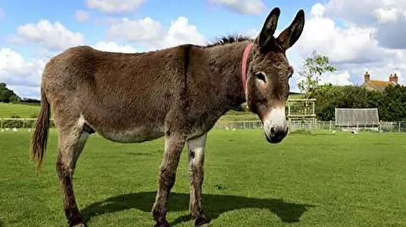 در تصادف الاغ زنده ماند و ماشین پوکید! + فیلم
