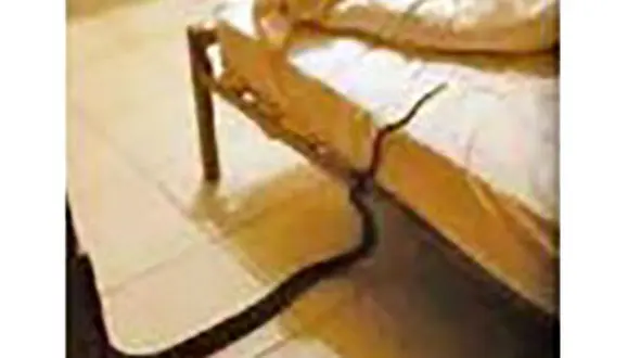 مار پیتون زیر لحاف زن جوان استرالیایی خزیده بود / وحشت در نیمه شب + عکس