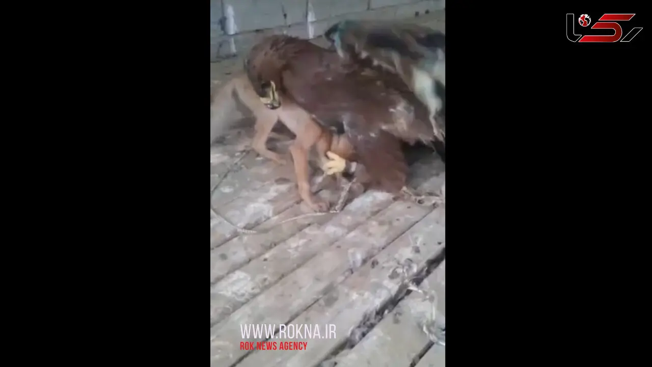 فیلم لحظه جدال عقاب با روباه/ این عقاب از مرغ و خروس ها مراقبت می کرد!