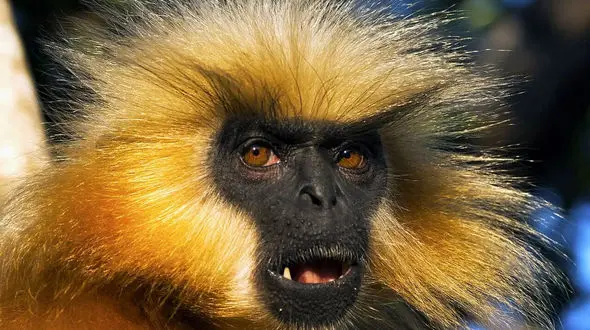 حیوانی که از انسان‌ها متنفر است