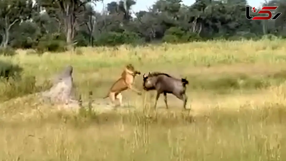 فیلم لحظات مهیج شکار گاومیش توسط شیر