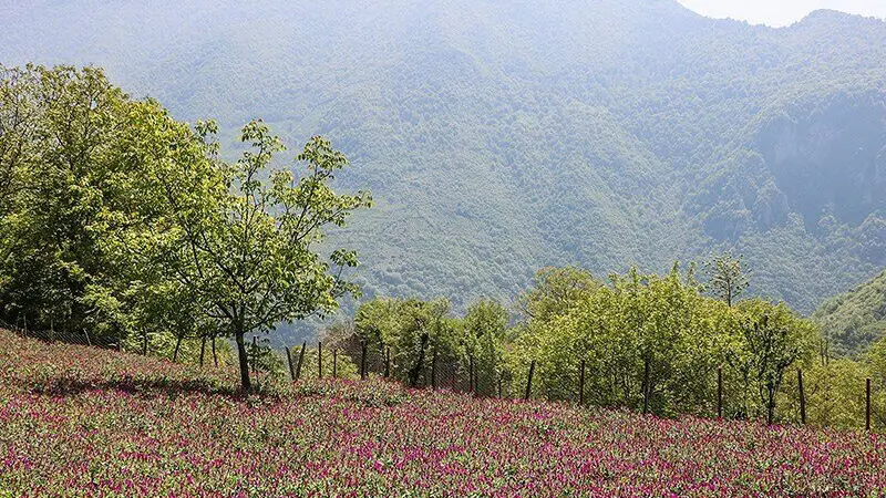 مزرعه کشت گل گاو زبان