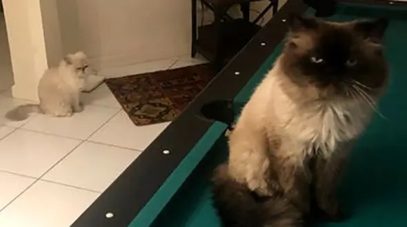 گربه عبوس، حیوان خانگی مهراب قاسمخانی+ عکس