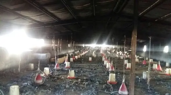 زنده زنده سوختن جوجه ها در کرمان 