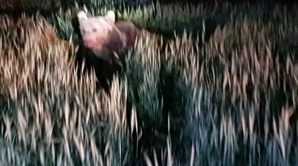 برخورد خودرو با یک قلاده خرس در اسلام آبادغرب